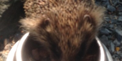 Malwod Melltigedig Oes pwrpas call i falwen? Maent ym mhobman yn yr ardd ar hyn o bryd, dwi bron yn siŵr fod y rhai acw wedi bod yn ddringwyr proffesiynol mewn oes arall; mi ddesh ar draws un, yn ystod yr helfa blygeiniol, yn ceisio ei gora i gyrraedd copa coeden afal ac un arall ar rhyw berwyl od iawn ar do y sied. Dwi’n trio cadw at egwyddorion garddio organig ond iesgob annwl mae’n demtasiwn weithiau i saethu cawod o’r pelenni glas atynt. Hyd yn hyn dwi wedi medru atal fy hun; un o’r prif resymau dros hynny yw dyfodiad ymwelydd newydd i’r ardd, sef Dan y draenog, cofiwch mae’n eitha posib mai Diane y draenog ydi hi! Maent wedi mynd yn greaduriaid eitha prin a mae Dan/Diane wedi derbyn croeso mawr gan breswylwyr Hafan yr Hud, (y rhai pedair coes yn ogystal â’r rhai dwy goes). Mae eisiau cynnal rhyw gydbwysedd felly rhwng sicrhau bod digon o ddanteithion blasus ar gael i’r draenog â gwarchod dail Hostas, bresych, letys ayb rhag ymosodiadau rheibus malwod a gwlithod. Tydi plisgyn wyau yn rhwystro dim ar falwod Sir Fôn tra mae nematodau wedi cael rhyw drefn ar y gwlithod ond wrth gwrs bydd rhaid eu trin eto o fewn chwe wythnos. Yn wahanol iawn i ffrind i mi sgen i ddim stumog at ladd malwod yn feunyddiol, bydd hi’n derbyn slops cwrw gan dafarn leol ac yna yn ei ddefnyddio i ddifa malwod. Yn ei thyb hi tydi’r malwod yn dioddef dim gan eu bod wedi meddwi cyn boddi. Fodd bynnag fy null i o ddatrys y broblem ydi’r helfa falwod blygeiniol, (gyda llaw, mi ddowch ar draws llawer mwy o falwod am 5 o’r gloch y bore nag a wnewch am 6.30 y bore), mi fyddai yn eu hel ac yn eu taflu dros y clawdd i’r cae drws nesa neu os oes gen i fymryn mwy o amser byddaf yn eu casglu mewn bwced, eu rhoi yn y car a mynd am rhyw filltir o drip i lawr y lôn cyn eu dadlwytho mewn man diogel. Tydio fawr o gysur clywed fod gan falwod fodd o ffendio eu ffordd adra, dwi ddim yn edrych ymlaen at gael byddin o falwod yn dringo dros gloddiau a’u bryd ar ail-feddiannu tir. Credwch neu beidio, ymddengys bod pwrpas i falwod,yn ogystal á fy ysgogi i godi yn gynnar a thrwy hynny rhoi cyfle i mi weld diwrnod newydd yn ei holl ogoniant maent yn giamstars ar fwyta llysdyfiant pydredig ac yn cyfranu tuag at ecosystem yr ardd. Cofiwch hefyd sut mae’r Ffrancwyr wedi elwa ohonynt!