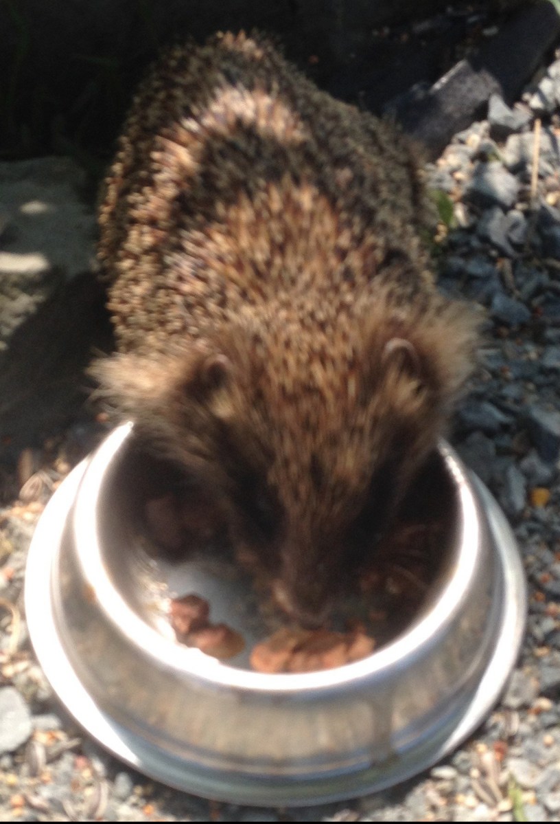 Malwod Melltigedig Oes pwrpas call i falwen? Maent ym mhobman yn yr ardd ar hyn o bryd, dwi bron yn siŵr fod y rhai acw wedi bod yn ddringwyr proffesiynol mewn oes arall; mi ddesh ar draws un, yn ystod yr helfa blygeiniol, yn ceisio ei gora i gyrraedd copa coeden afal ac un arall ar rhyw berwyl od iawn ar do y sied. Dwi’n trio cadw at egwyddorion garddio organig ond iesgob annwl mae’n demtasiwn weithiau i saethu cawod o’r pelenni glas atynt. Hyd yn hyn dwi wedi medru atal fy hun; un o’r prif resymau dros hynny yw dyfodiad ymwelydd newydd i’r ardd, sef Dan y draenog, cofiwch mae’n eitha posib mai Diane y draenog ydi hi! Maent wedi mynd yn greaduriaid eitha prin a mae Dan/Diane wedi derbyn croeso mawr gan breswylwyr Hafan yr Hud, (y rhai pedair coes yn ogystal â’r rhai dwy goes). Mae eisiau cynnal rhyw gydbwysedd felly rhwng sicrhau bod digon o ddanteithion blasus ar gael i’r draenog â gwarchod dail Hostas, bresych, letys ayb rhag ymosodiadau rheibus malwod a gwlithod. Tydi plisgyn wyau yn rhwystro dim ar falwod Sir Fôn tra mae nematodau wedi cael rhyw drefn ar y gwlithod ond wrth gwrs bydd rhaid eu trin eto o fewn chwe wythnos. Yn wahanol iawn i ffrind i mi sgen i ddim stumog at ladd malwod yn feunyddiol, bydd hi’n derbyn slops cwrw gan dafarn leol ac yna yn ei ddefnyddio i ddifa malwod. Yn ei thyb hi tydi’r malwod yn dioddef dim gan eu bod wedi meddwi cyn boddi. Fodd bynnag fy null i o ddatrys y broblem ydi’r helfa falwod blygeiniol, (gyda llaw, mi ddowch ar draws llawer mwy o falwod am 5 o’r gloch y bore nag a wnewch am 6.30 y bore), mi fyddai yn eu hel ac yn eu taflu dros y clawdd i’r cae drws nesa neu os oes gen i fymryn mwy o amser byddaf yn eu casglu mewn bwced, eu rhoi yn y car a mynd am rhyw filltir o drip i lawr y lôn cyn eu dadlwytho mewn man diogel. Tydio fawr o gysur clywed fod gan falwod fodd o ffendio eu ffordd adra, dwi ddim yn edrych ymlaen at gael byddin o falwod yn dringo dros gloddiau a’u bryd ar ail-feddiannu tir. Credwch neu beidio, ymddengys bod pwrpas i falwod,yn ogystal á fy ysgogi i godi yn gynnar a thrwy hynny rhoi cyfle i mi weld diwrnod newydd yn ei holl ogoniant maent yn giamstars ar fwyta llysdyfiant pydredig ac yn cyfranu tuag at ecosystem yr ardd. Cofiwch hefyd sut mae’r Ffrancwyr wedi elwa ohonynt!